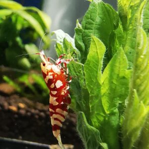 GALAXY RED FANCY TIGER - 1.0 CM